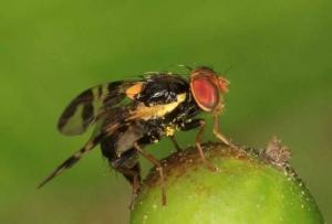 Kako insekti žive u ljudskom tijelu i kako čuvaju parazite Kako se borimo protiv insekata?