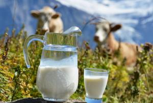 Důvody, proč domácí krávy nekynou'яче молоко