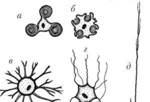 Neuroglie, jejich funkce.  Viz gliové buňky.  Budova nervové tkáně.  Neurony, neuroglie Budova glia